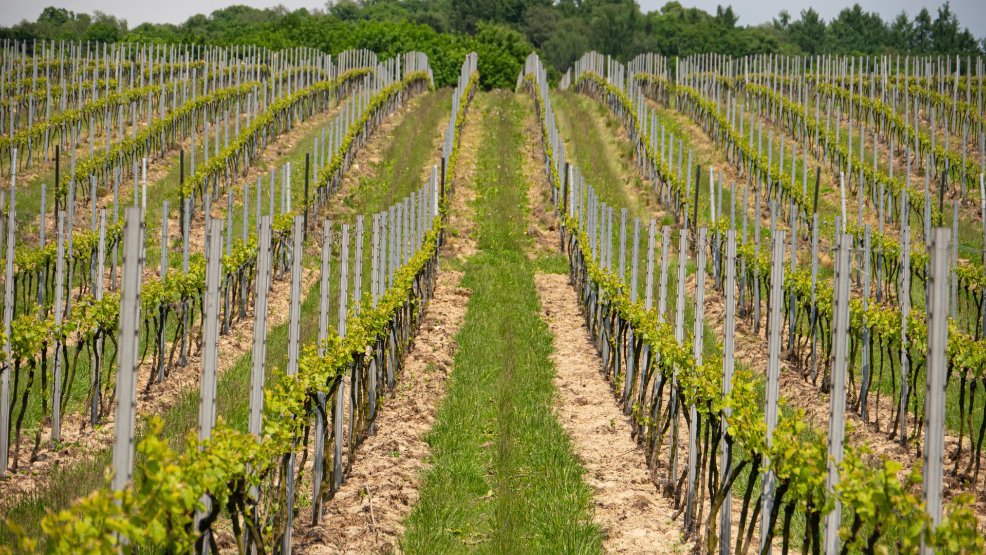 Podróż szlakiem polskich winnic